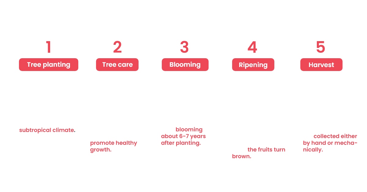 properties of macadamia nuts