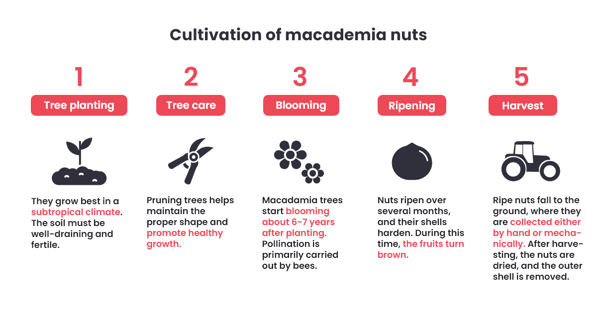 properties of macadamia nuts