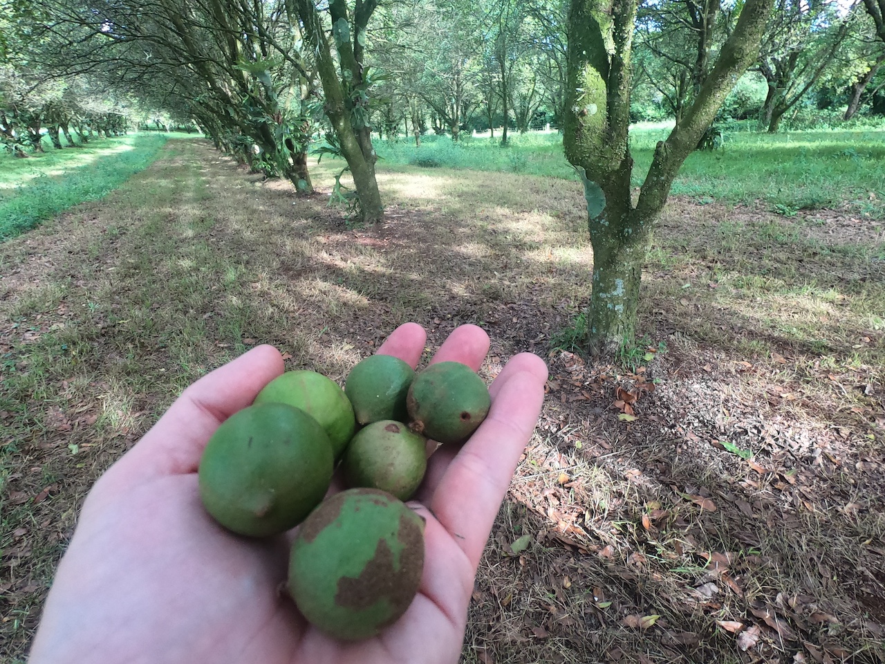 Royal Melbourne Institute of Technology uses Panther for Macadamia Nut Harvesting